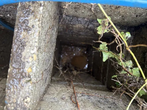 Débouchage d un regard siphoïde enracinée à Annoisin, Vaulx-Milieu, JP ASSAINISSEMENT