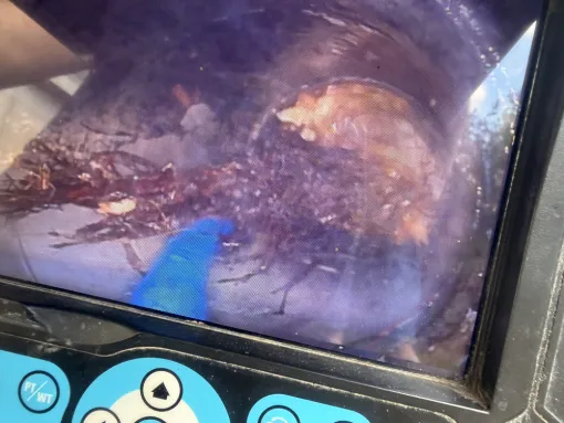 débouchage colonne wc dans un bâtiment et découpe d une racine gênante à Domarin