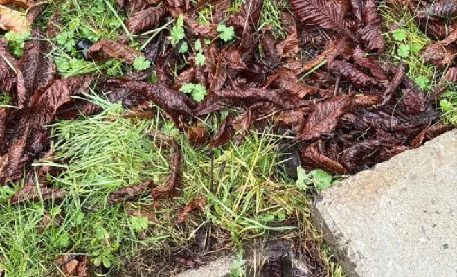Débouchage d un regard siphoïde enracinée à Annoisin, Vaulx-Milieu, JP ASSAINISSEMENT
