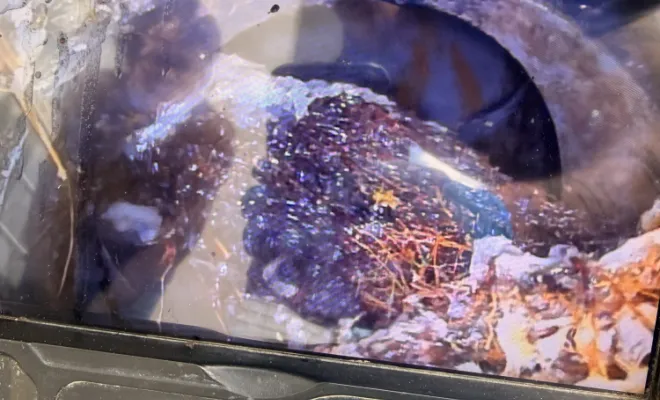 débouchage colonne wc dans un bâtiment et découpe d une racine gênante à Domarin