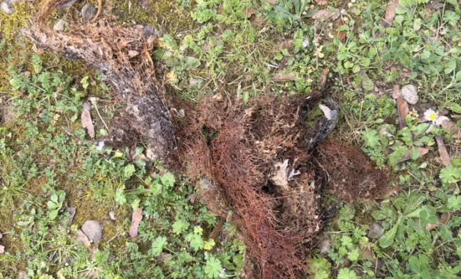 débouchage colonne wc dans un bâtiment et découpe d une racine gênante à Domarin