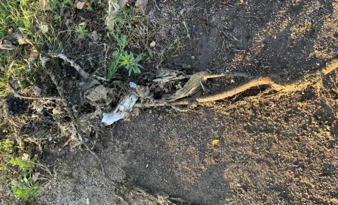 Débouchage d'un collecteur eu boucher par une racine à Cremieu débouchage d'un collecteur eu boucher par une racine à Cremieu, Vaulx-Milieu, JP ASSAINISSEMENT